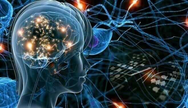 Le cerveau et réseau de neurones