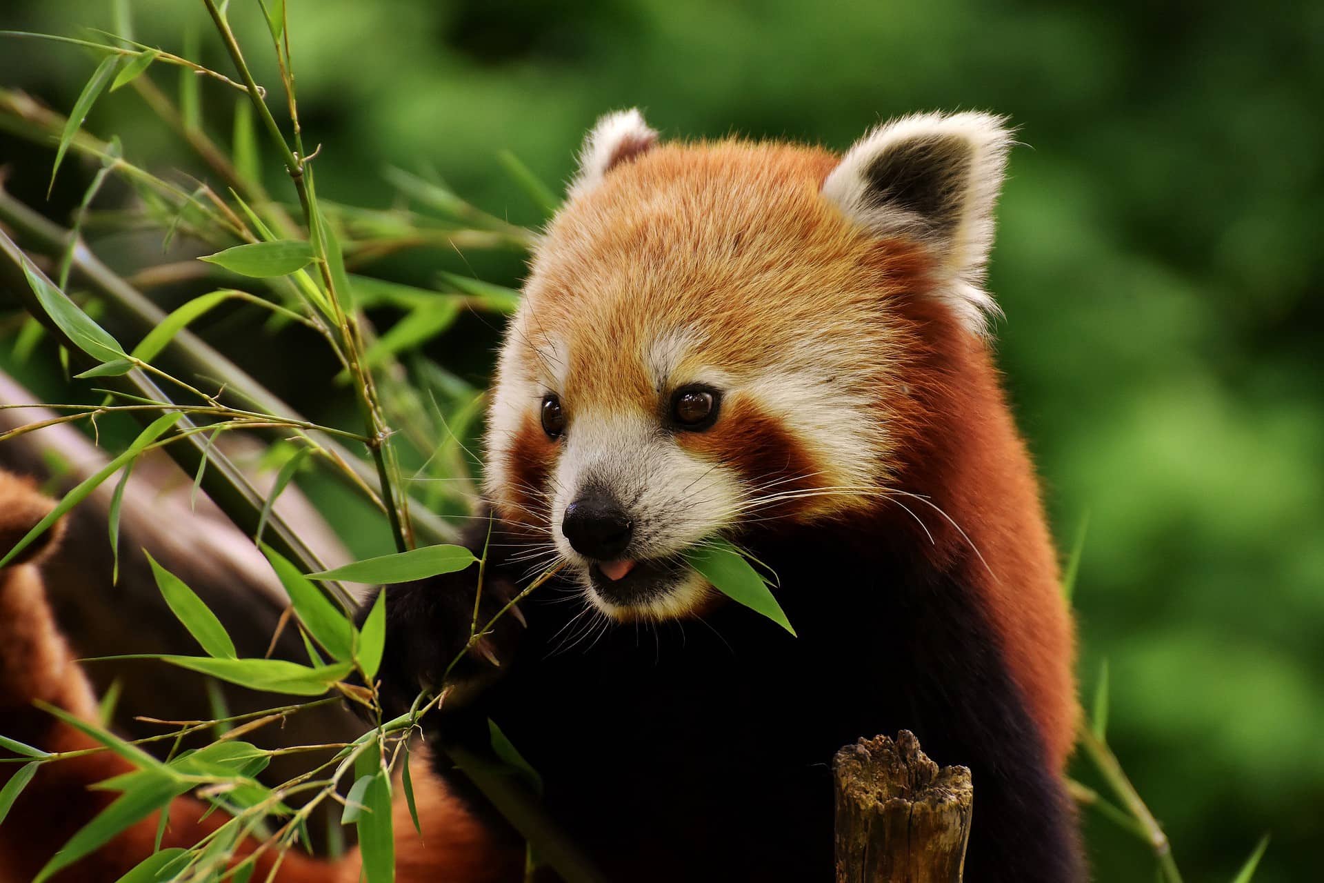 Pandas rouge