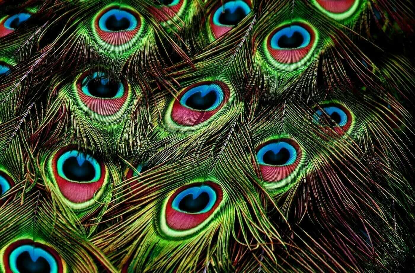 Feathers