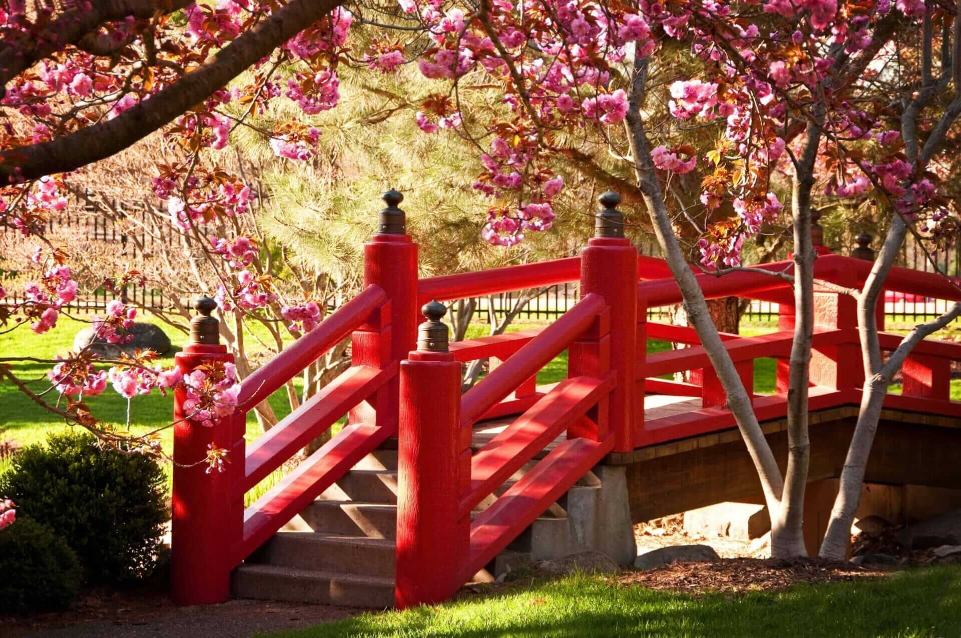 Jardin japonais elegant